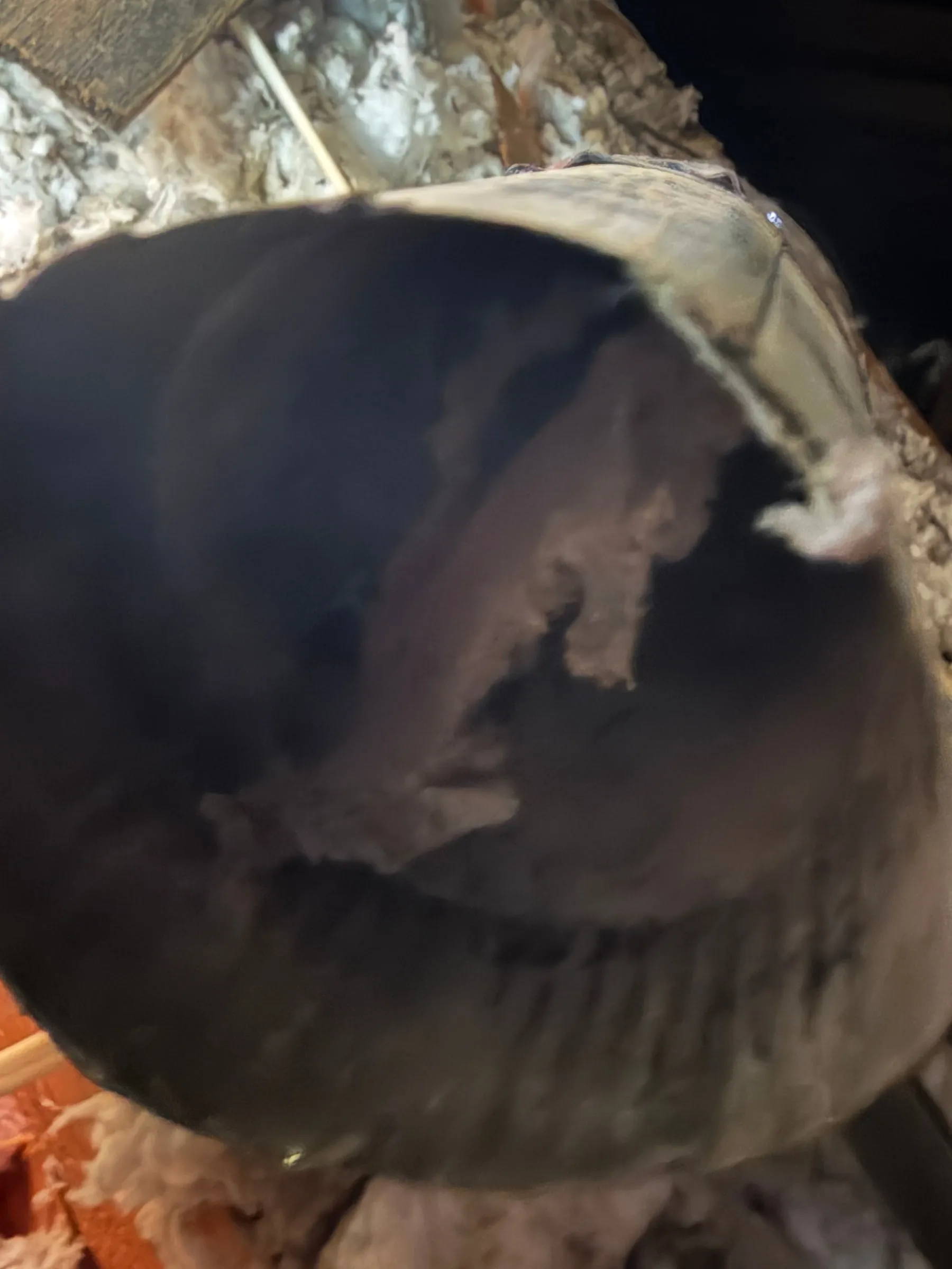 The open end of a dryer vent duct clogged with grey lint before cleaning