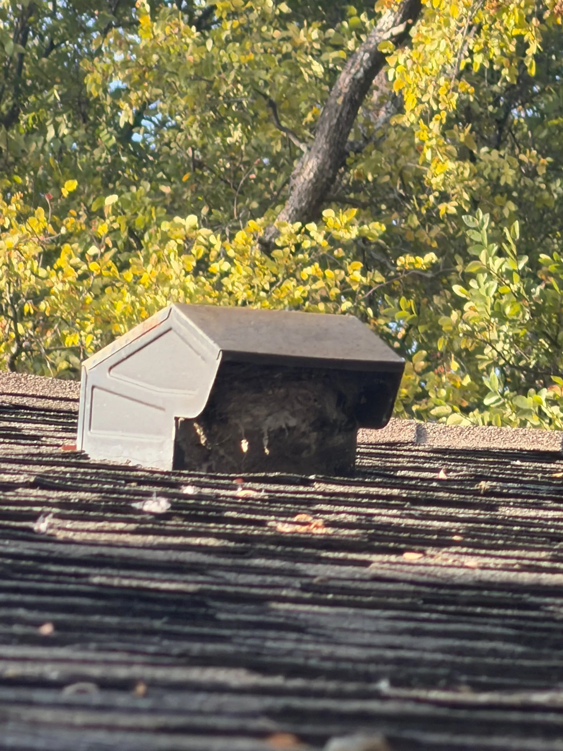 A dryer vent cap on a shingle roof with lint packed inside it